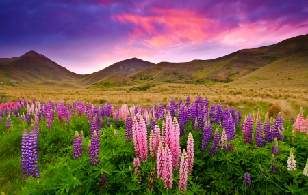 Lupins At Sunset - sky, summer, field, mountains, sunset, purple, beautiful, clouds, pink, green, flowers, colors