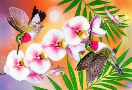 'Annas Hummingbirds & Phaleonopsis' - summer, love four seasons, pretty, animals, beautiful, flowers, spring, lovely flowers, hummingbirds, creative pre-made, lovely, colors, birds, paintings