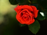 Red Rose