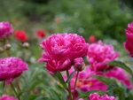 Pink Flowers