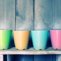 Colourful Cups