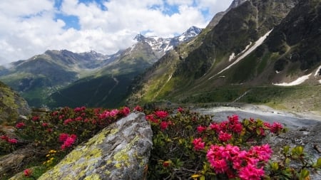 Mountain Flowers - mountain, pink, rock, flowers, road