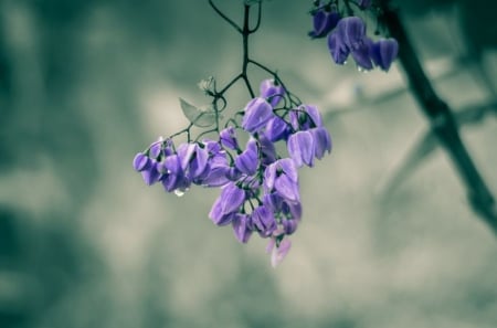 Blue Berries - flowers, nature, beautiful, soft, blue berries