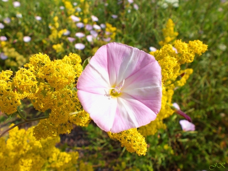 Fields flowers - nature, fields, flowers, other