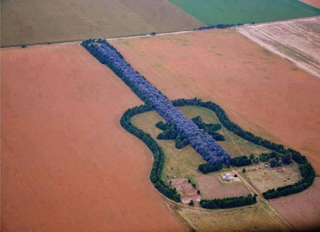 7000 TREES PLANTED...ARGENTINA - nature, pattern, guitar, trees