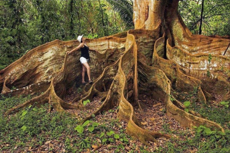 BUTTRESS TREE  ROOTS...COSTA RICA - nature, roots, tree, large