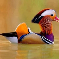 MANDARIN DUCK...CHINA