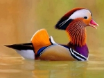 MANDARIN DUCK...CHINA