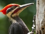 Woodpecker