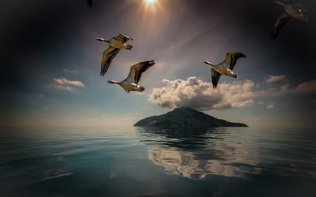 Free - flying, duck, water, summer, freen, bird