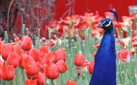 Peacock - red, flower, bird, peacock, tulip, blue, green