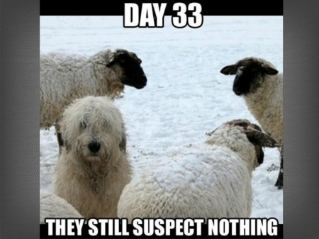 DAY 33 - funny, animals, sheep, dog