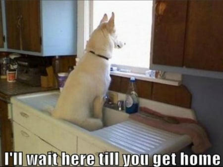 WAITING - sink, sitting, waiting, dog