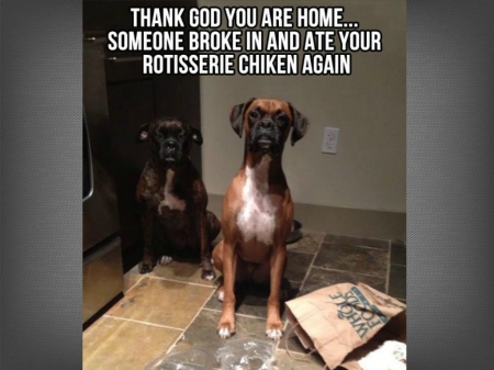 SOMEONE ATE THE CHICKEN - funny, caption, two, dogs