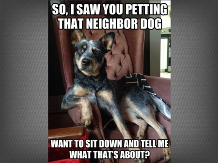 TELL ME ABOUT IT - animal, caption, funny, dog