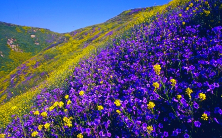 Mountain Meadow - nature, flowers, meadow, landscape