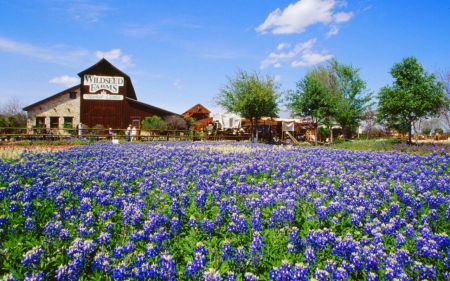 Flower Field - flowers, field, nature, barn