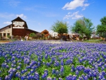 Flower Field