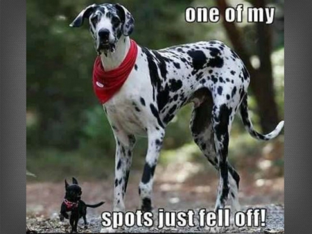 SPOT FELL OFF - funny, caption, two, dogs