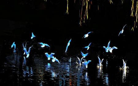 Birds Reflection - water, reflection, animals, birds