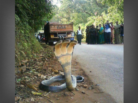 THREE HEADED SNAKE - three, headed, reptile, snake