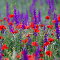 Poppy Field