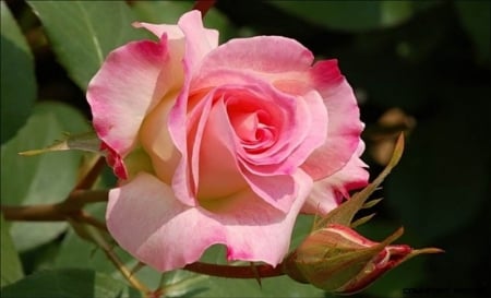 Lovely Pink Rose - Rose, Nature, Flowers, Pink, Lovely