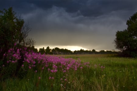 Landscape - nature, sky, landscape, clouds, flowers