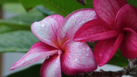 Dew on Frangipani - fresh, frangipani, pink, rain drops, flowers, dew, plumeria