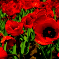 POPPY FIELD