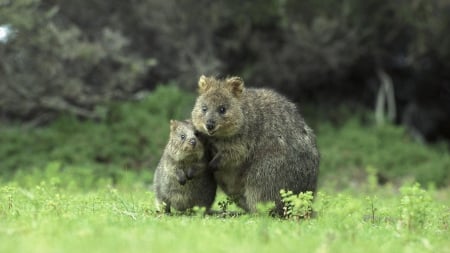 Australian Quoka and her baby - Quokas, Australia, nature, animals