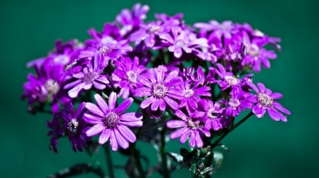 Purple - flowers, beautiful, purple, nature