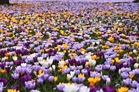 Flowers - flowers, white, purple, amazing