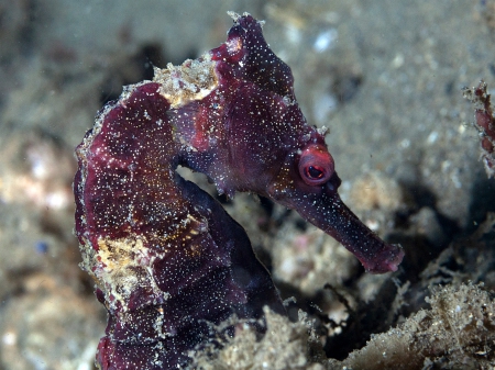 Seahorse - marine, purple, seahorse, animals