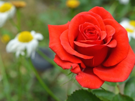 Red Rose - nature, rose, flower, redrose