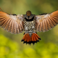 Beautiful Bird Landing