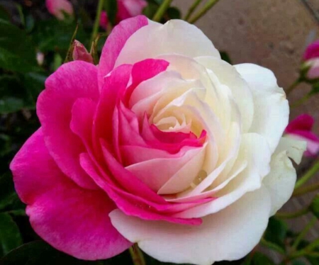 Pink White Camellia - white, nature, flower, petals, pink, camellia