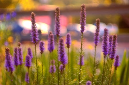 Flowers - field, flowers, meadow, plants