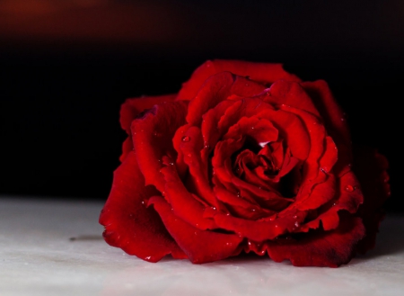 Red Rose - beautiful, red, rose, dewdrops, love