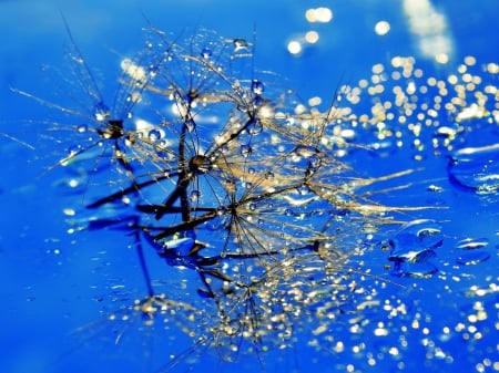 Magic Blue - water, colors, macro, blue