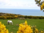 Horse Grazing in the Field