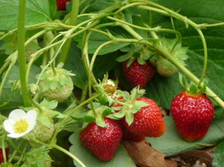 Sweet Strawberries - red, flower, bunch, sweet, abstract, strawberries, white, fruit, stem, nature, green