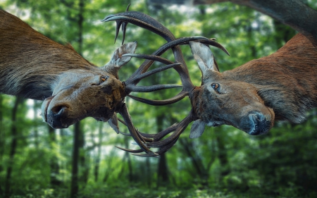 Fight - forest, hornes, animal, tree, deer, fight, green