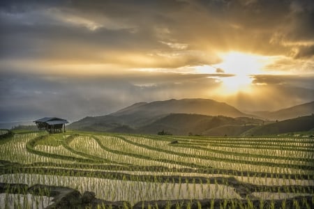 Summer Vietnam - yellow, summer, blue, beautiful, photography, lovely, photo, flower, flowers, nature, green, cute