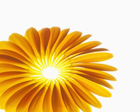 Bright as the Sun - gold, flower, bright, petals