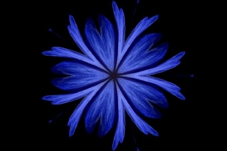 BLUE FLOWER - flower, creation, abstract, blue