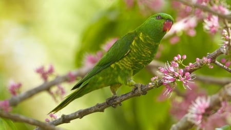 Parakeet on branch of flowering tree - nature, animals, parakeets, green, birds