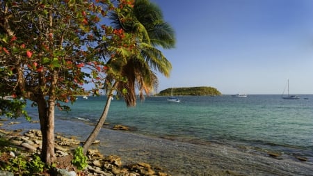 Coast of Puerto Rico - nature, beaches, trees, puerto rico