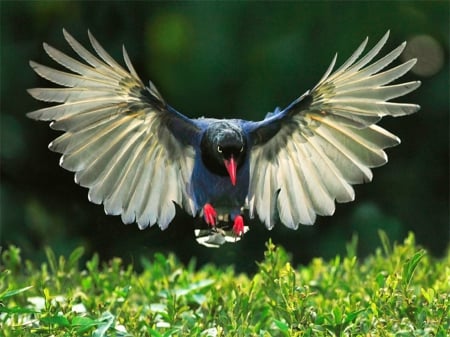 Magpie spreading it's wings - magpies, birds, nature, animals