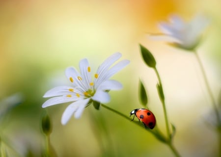 Ladybug - blossoms, bug, insect, daisy, flower